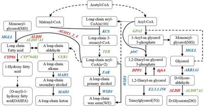 Analysis of Wheat Wax Regulation Mechanism by Liposome and Transcriptome